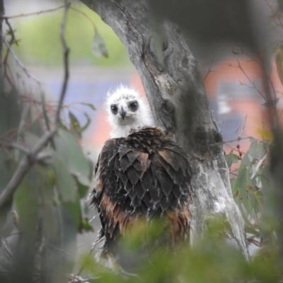 Aquila audax (Wedge-tailed Eagle) at Kambah, ACT - 26 Oct 2022 by HelenCross