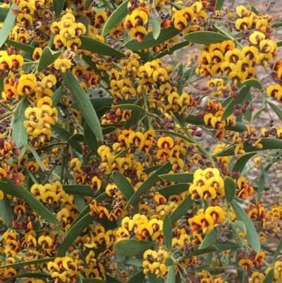 Daviesia mimosoides (Bitter Pea) at Wamboin, NSW - 18 Oct 2020 by Devesons