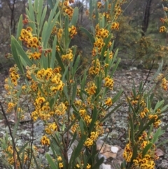 Daviesia mimosoides at Wamboin, NSW - 18 Oct 2020