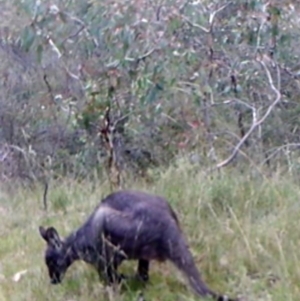 Osphranter robustus robustus at Kambah, ACT - 25 Apr 2022