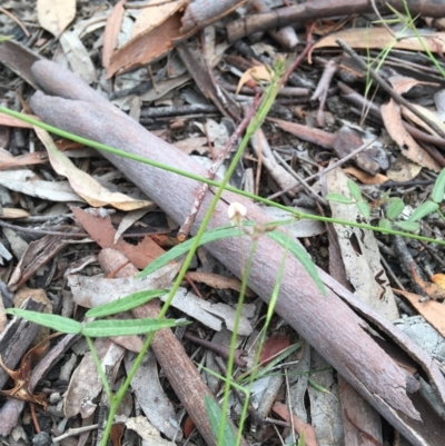 Grona varians (Slender Tick-Trefoil) at Wamboin, NSW - 3 Dec 2020 by Devesons