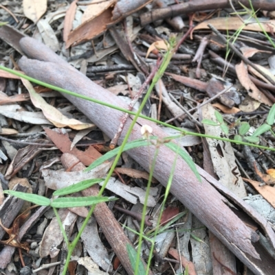 Grona varians (Slender Tick-Trefoil) at Wamboin, NSW - 2 Dec 2020 by Devesons