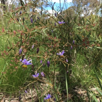 Dianella revoluta (Black-Anther Flax Lily) at Wamboin, NSW - 14 Nov 2020 by Devesons