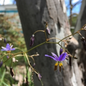 Dianella revoluta at Wamboin, NSW - 14 Nov 2020