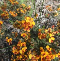 Dillwynia sericea (Egg And Bacon Peas) at Wamboin, NSW - 20 Oct 2020 by Devesons