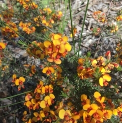 Dillwynia sericea (Egg And Bacon Peas) at Wamboin, NSW - 21 Oct 2020 by Devesons