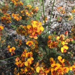 Dillwynia sericea at Wamboin, NSW - 21 Oct 2020 09:58 AM