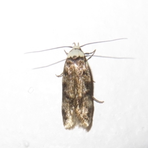 Endrosis sarcitrella at Flynn, ACT - 25 Oct 2022