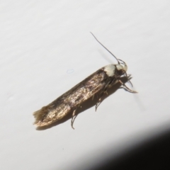 Endrosis sarcitrella at Flynn, ACT - 25 Oct 2022 10:20 PM