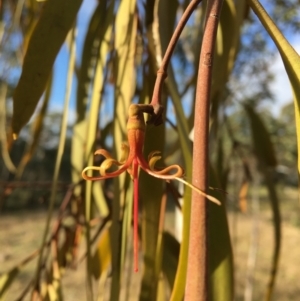 Amyema pendula subsp. pendula at Wamboin, NSW - 14 Sep 2021 04:16 PM