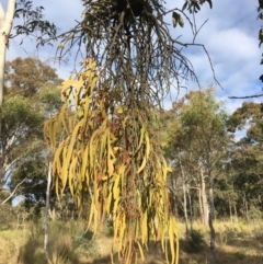 Amyema pendula subsp. pendula at Wamboin, NSW - 14 Sep 2021