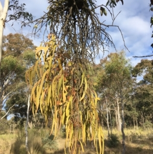 Amyema pendula subsp. pendula at Wamboin, NSW - 14 Sep 2021 04:16 PM