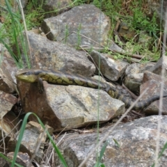 Tiliqua scincoides scincoides (Eastern Blue-tongue) at Fyshwick, ACT - 26 Oct 2022 by Christine