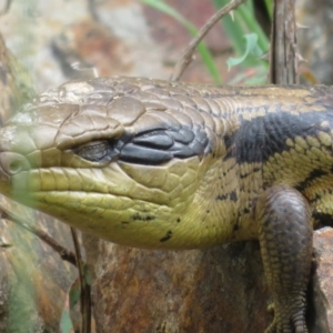 Tiliqua scincoides scincoides at Fyshwick, ACT - 26 Oct 2022