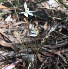 Caladenia fuscata (Dusky Fingers) at Wamboin, NSW - 16 Oct 2020 by Devesons