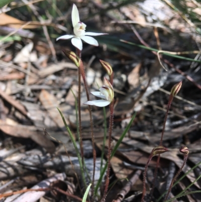 Caladenia fuscata (Dusky Fingers) at Wamboin, NSW - 16 Oct 2020 by Devesons