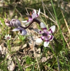 Wurmbea dioica subsp. dioica at Wamboin, NSW - 19 Oct 2020