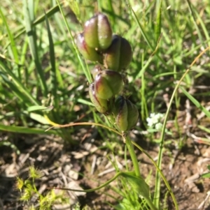 Wurmbea dioica subsp. dioica at Wamboin, NSW - 19 Oct 2020