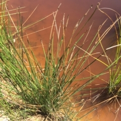 Eleocharis acuta (Common Spike-rush) at Wamboin, NSW - 18 Jan 2021 by Devesons