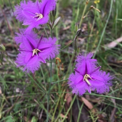 Thysanotus tuberosus (Common Fringe-lily) at Wamboin, NSW - 13 Nov 2020 by Devesons