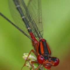 Xanthagrion erythroneurum (Red & Blue Damsel) at Murrumbateman, NSW - 27 Oct 2022 by amiessmacro