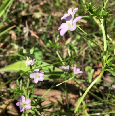 Geranium sp. (Geranium) at Wamboin, NSW - 11 Nov 2020 by Devesons