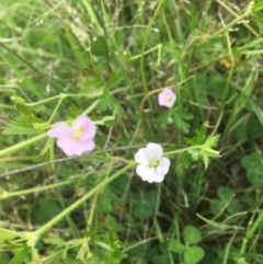 Geranium sp. at Wamboin, NSW - 11 Nov 2020