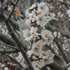 Manorina melanocephala (Noisy Miner) at Pollinator-friendly garden Conder - 29 Aug 2022 by michaelb