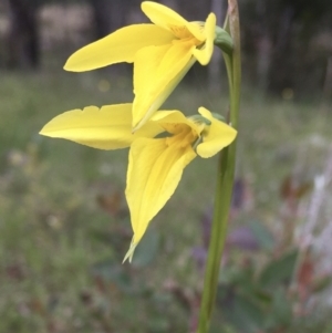 Diuris amabilis at Wamboin, NSW - suppressed