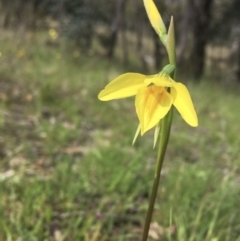 Diuris amabilis at Wamboin, NSW - suppressed