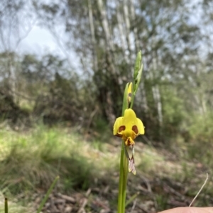 Diuris sulphurea at Cotter River, ACT - 27 Oct 2022