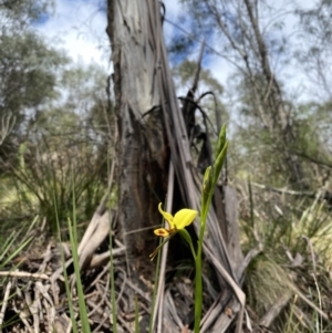 Diuris sulphurea at Cotter River, ACT - 27 Oct 2022