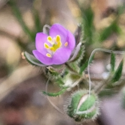 Spergularia rubra (Sandspurrey) at Bruce, ACT - 27 Oct 2022 by trevorpreston