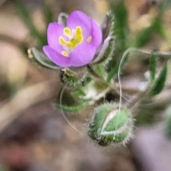 Spergularia rubra at Bruce, ACT - 27 Oct 2022