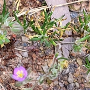 Spergularia rubra at Bruce, ACT - 27 Oct 2022