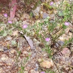 Spergularia rubra at Bruce, ACT - 27 Oct 2022