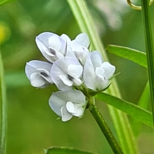 Vicia disperma at Bruce, ACT - 27 Oct 2022