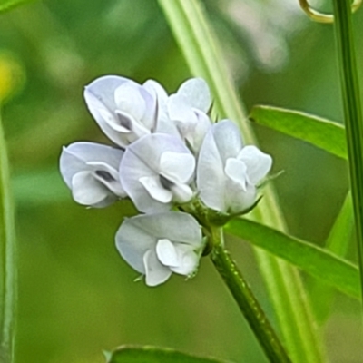 Vicia disperma (Two Seeded Vetch) at Bruce, ACT - 27 Oct 2022 by trevorpreston