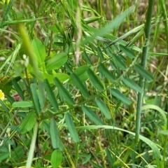 Vicia disperma at Bruce, ACT - 27 Oct 2022