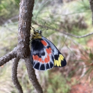 Delias harpalyce at Coree, ACT - 26 Oct 2022 12:04 PM