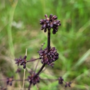 Lomandra multiflora at Bruce, ACT - 27 Oct 2022