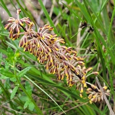 Lomandra multiflora (Many-flowered Matrush) at Flea Bog Flat, Bruce - 27 Oct 2022 by trevorpreston