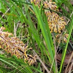 Lomandra multiflora at Bruce, ACT - 27 Oct 2022 01:01 PM