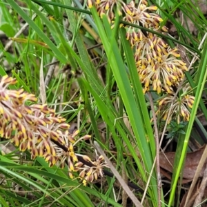 Lomandra multiflora at Bruce, ACT - 27 Oct 2022 01:01 PM