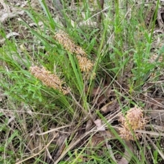 Lomandra multiflora at Bruce, ACT - 27 Oct 2022