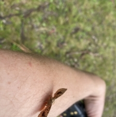 Aglaopus pyrrhata (Leaf Moth) at Cotter River, ACT - 26 Oct 2022 by tjwells