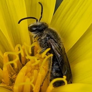 Lasioglossum (Chilalictus) lanarium at Bruce, ACT - 27 Oct 2022