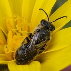 Lasioglossum (Chilalictus) lanarium at Bruce, ACT - 27 Oct 2022