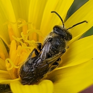 Lasioglossum (Chilalictus) lanarium at Bruce, ACT - 27 Oct 2022