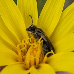 Lasioglossum (Chilalictus) lanarium at Bruce, ACT - 27 Oct 2022